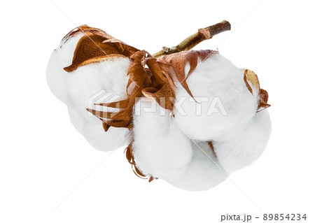 Cotton plant flower branch isolated on white background with clipping path and full depth of field 89854234