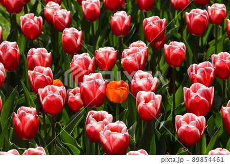Lisse, Netherlands, April 2022. Flowering tulip fields in different colors. 89854461