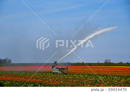 Julianadorp, Netherlands, April 2022. The bulb fields around Julianadorp are sprayed with water. Julianadorp, Netherlands, April 2022. The bulb fields around Julianadorp are sprayed with water. 89854470