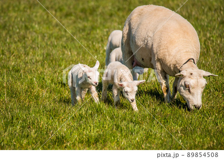Breezand, Netherlands, April 2022. Mother sheep with newborn lambs in the pasture in spring. Breezand, Netherlands, April 2022. Mother sheep with newborn lambs in the pasture in spring. 89854508