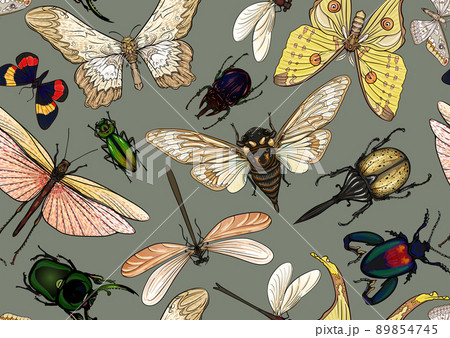 Set of insects: beetles, butterflies, moths, dragonflies. Set of insects: beetles, butterflies, moths, dragonflies. 89854745
