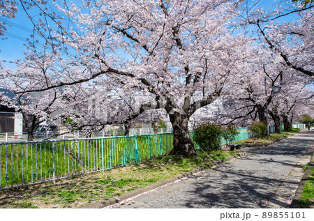 名古屋の春 89855101