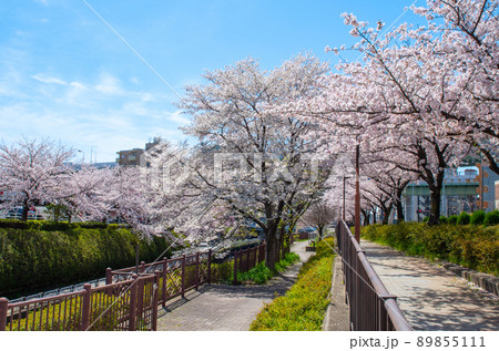 名古屋の春 89855111