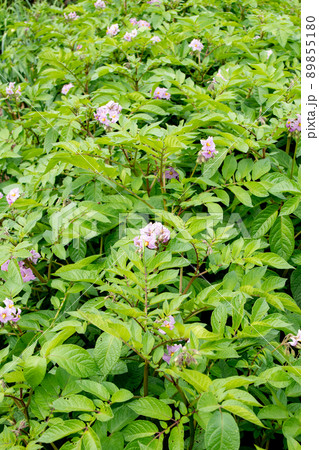 5月の家庭菜園で咲いたジャガイモの花 5月の家庭菜園で咲いたジャガイモの花 89855180