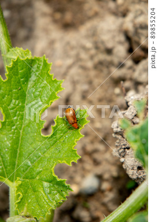 5月の家庭菜園で見つけたウリハムシ 89855204