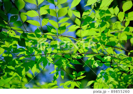 日が差し込むと葉が透けてみずみずしい緑色が綺麗な若葉 日が差し込むと葉が透けてみずみずしい緑色が綺麗な若葉 89855260