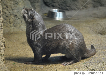 円山動物園コツメカワウソ01 円山動物園コツメカワウソ01 89855541