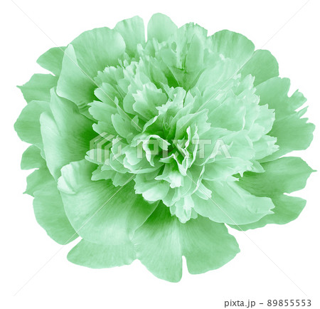 dahlia flower green. Flower isolated on the black background. No shadows with clipping path. Close-up. Nature. 89855553