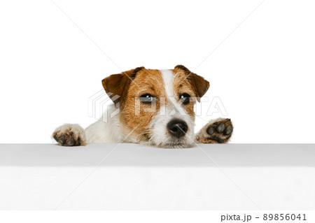 Half-length portrait of cute Jack russell terrier dog looking at camera isolated on white background. Concept of animal, breed, vet, health and care Half-length portrait of cute Jack russell terrier dog looking at camera isolated on white background. Concept of animal, breed, vet, health and care 89856041