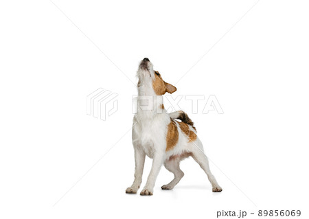 Portrait of cute short-haired Jack russell terrier dog posing isolated on white background. Concept of animal, breed, vet, health and care 89856069