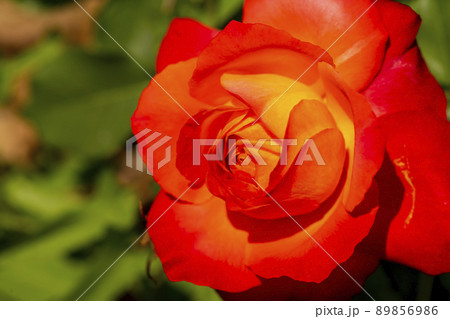 花 植物 バラ 89856986
