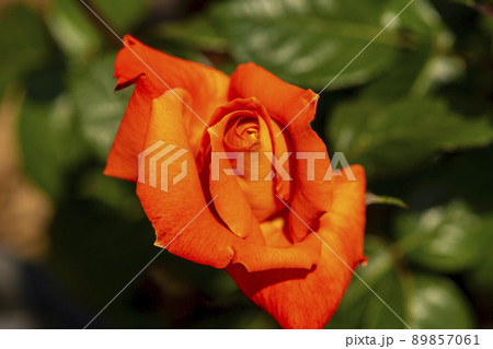 花 花びら 植物 89857061