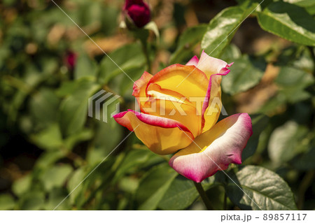 花 植物 バラ 89857117