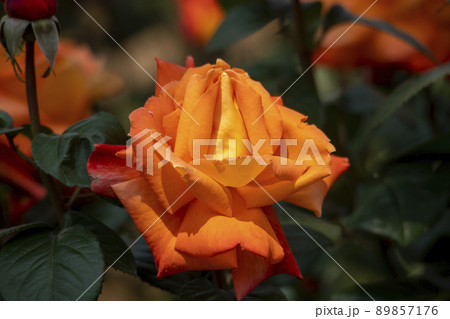 花 花びら 植物 89857176
