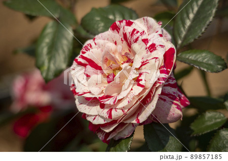 花 花びら 植物 89857185