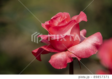 花 植物 バラ 89857371