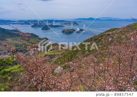 【瀬戸内しまなみ海道】桜咲く亀老山展望公園から望む、来島海峡大橋 89857547