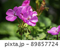 ゼラニウムのピンクの花 89857724