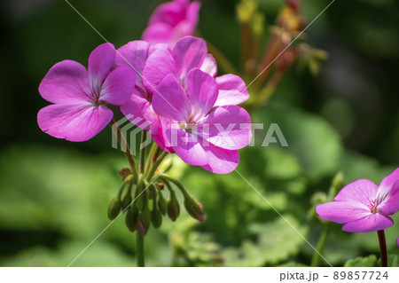 ゼラニウムのピンクの花 89857724