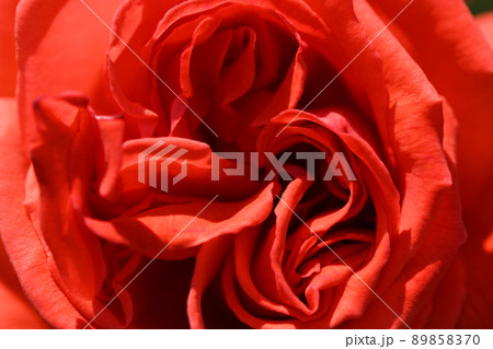 バラの花びら バラの花びら 89858370