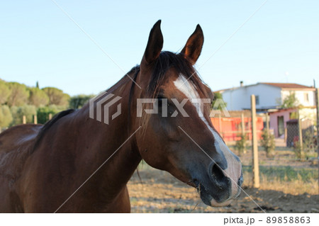 close-up of brown horse grazing on a farm 89858863