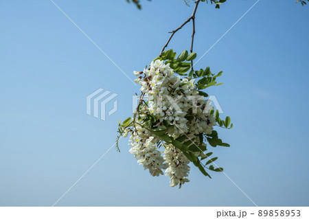 空 植物 花 89858953