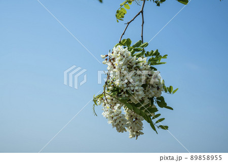 夏 植物 アカシア 89858955