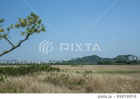 空 風景 樹木 89858956