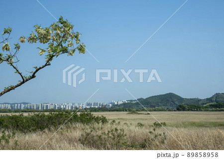 空 風景 木 89858958
