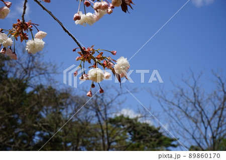 春の森林公園ふれあいの森 春の森林公園ふれあいの森 89860170