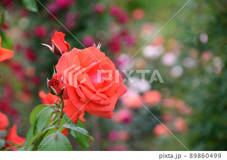 ぎふワールド・ローズガーデンの薔薇の花 89860499