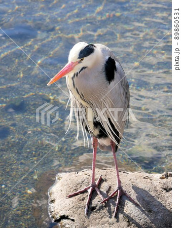 熊本市水前寺公園の野鳥　アオサギ　（Ardea cinerea） 89860531