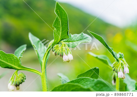 コンフリーの花 コンフリーの花 89860771
