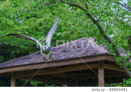 松江フォーゲルパーク バードショー ワシノスリ わしのすけ 松江フォーゲルパーク バードショー ワシノスリ わしのすけ 89860881