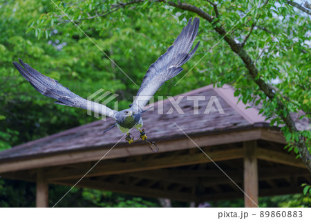 松江フォーゲルパーク バードショー ワシノスリ わしのすけ 松江フォーゲルパーク バードショー ワシノスリ わしのすけ 89860883