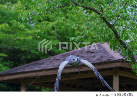 松江フォーゲルパーク バードショー ワシノスリ わしのすけ  89860886