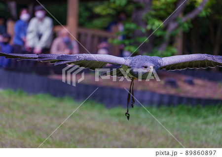 松江フォーゲルパーク バードショー ワシノスリ わしのすけ 松江フォーゲルパーク バードショー ワシノスリ わしのすけ 89860897