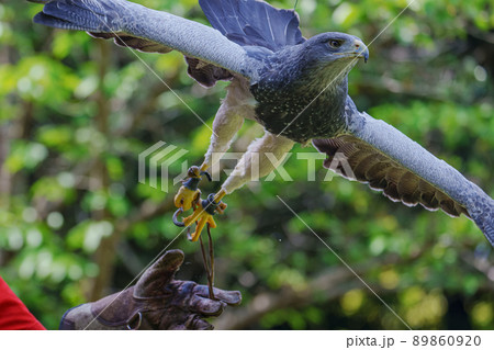 松江フォーゲルパーク バードショー ワシノスリ わしのすけ  89860920