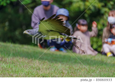 松江フォーゲルパーク バードショー ワシノスリ わしのすけ  89860933