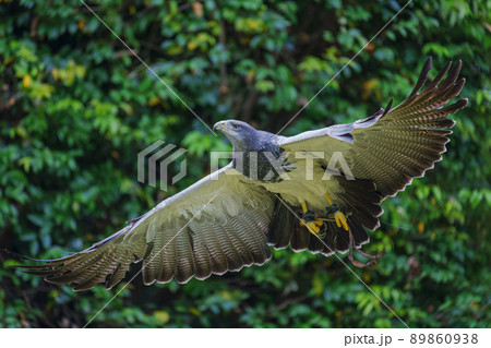 松江フォーゲルパーク バードショー ワシノスリ わしのすけ  89860938