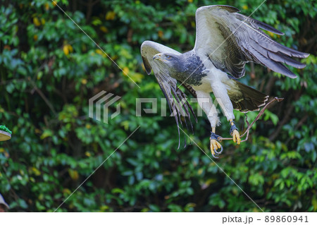 松江フォーゲルパーク バードショー ワシノスリ わしのすけ 松江フォーゲルパーク バードショー ワシノスリ わしのすけ 89860941