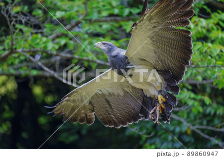 松江フォーゲルパーク バードショー ワシノスリ わしのすけ 松江フォーゲルパーク バードショー ワシノスリ わしのすけ 89860947
