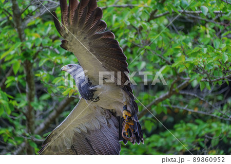 松江フォーゲルパーク バードショー ワシノスリ わしのすけ  89860952