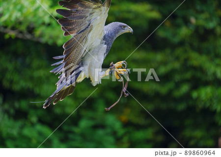 松江フォーゲルパーク バードショー ワシノスリ わしのすけ 松江フォーゲルパーク バードショー ワシノスリ わしのすけ 89860964