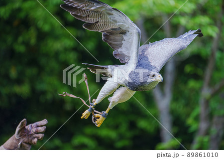 松江フォーゲルパーク バードショー ワシノスリ ワシノスケ わしのすけ 89861010