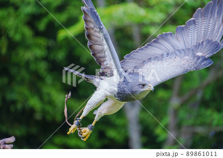 松江フォーゲルパーク バードショー ワシノスリ ワシノスケ わしのすけ 89861011