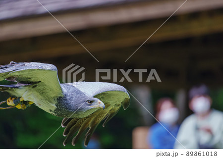 松江フォーゲルパーク バードショー ワシノスリ ワシノスケ わしのすけ 89861018