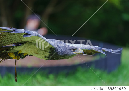 松江フォーゲルパーク バードショー ワシノスリ ワシノスケ わしのすけ 89861020