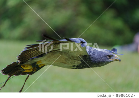 松江フォーゲルパーク バードショー ワシノスリ ワシノスケ わしのすけ 89861027