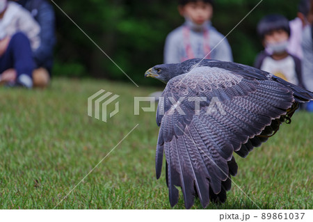 松江フォーゲルパーク バードショー ワシノスリ ワシノスケ わしのすけ 89861037